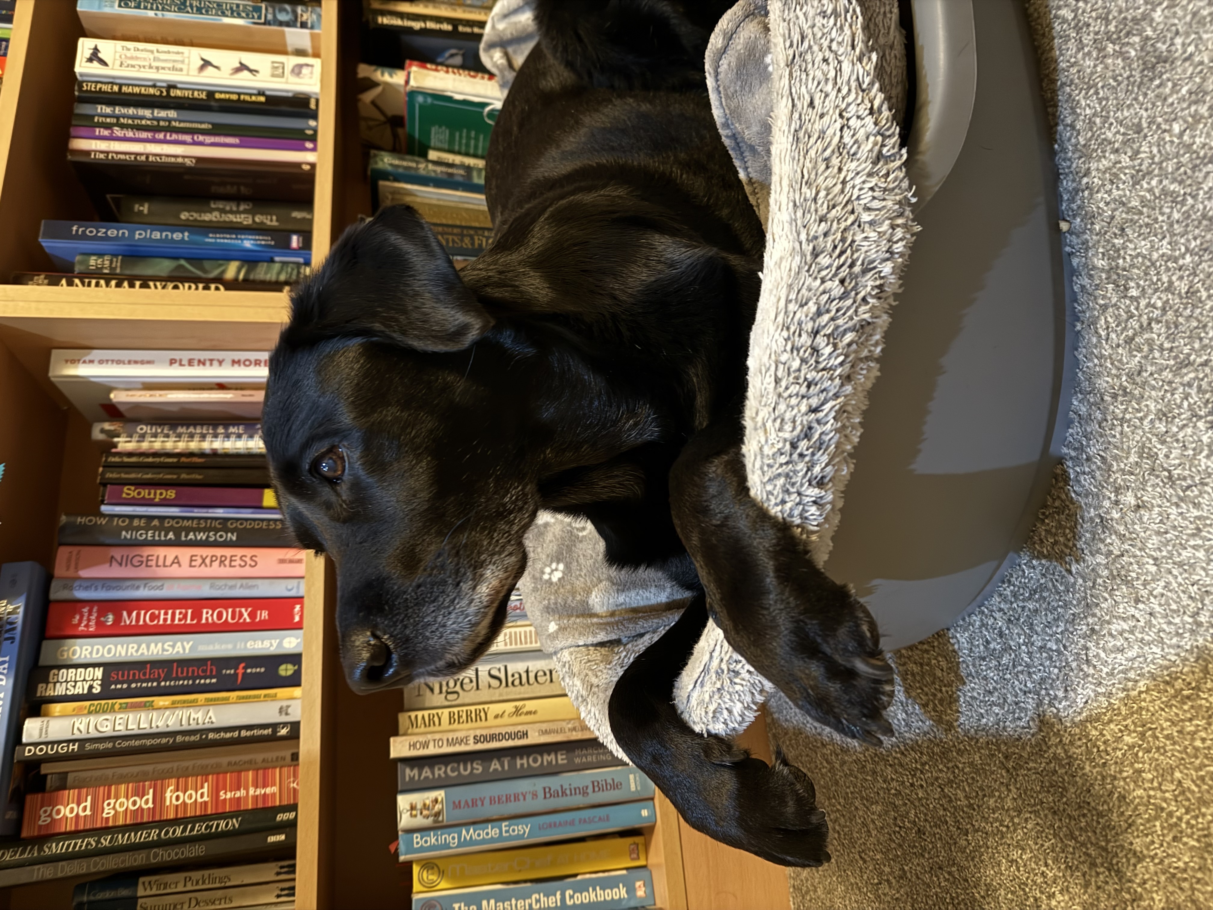 Bertie tucked up in his bed by the cookbooks