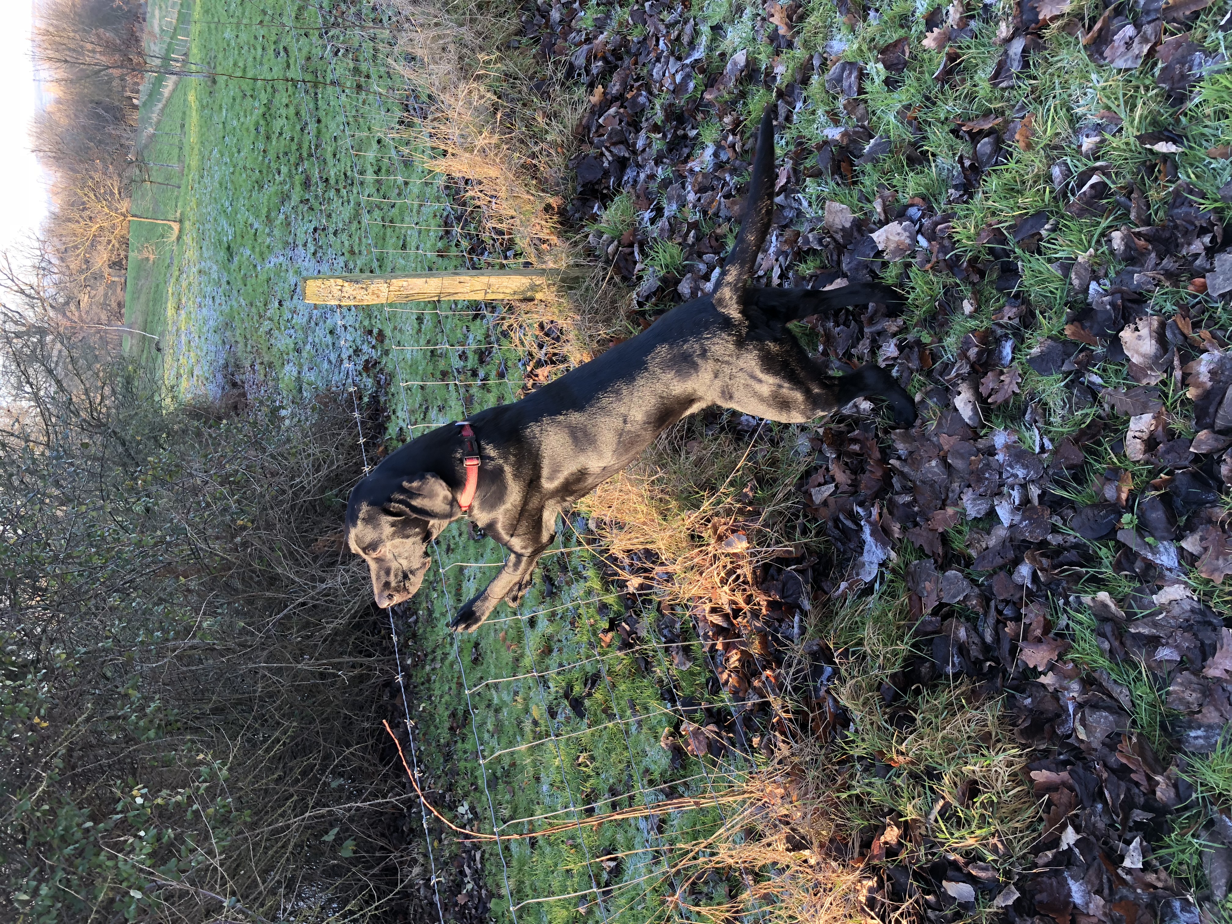 Jack running across a frosty field