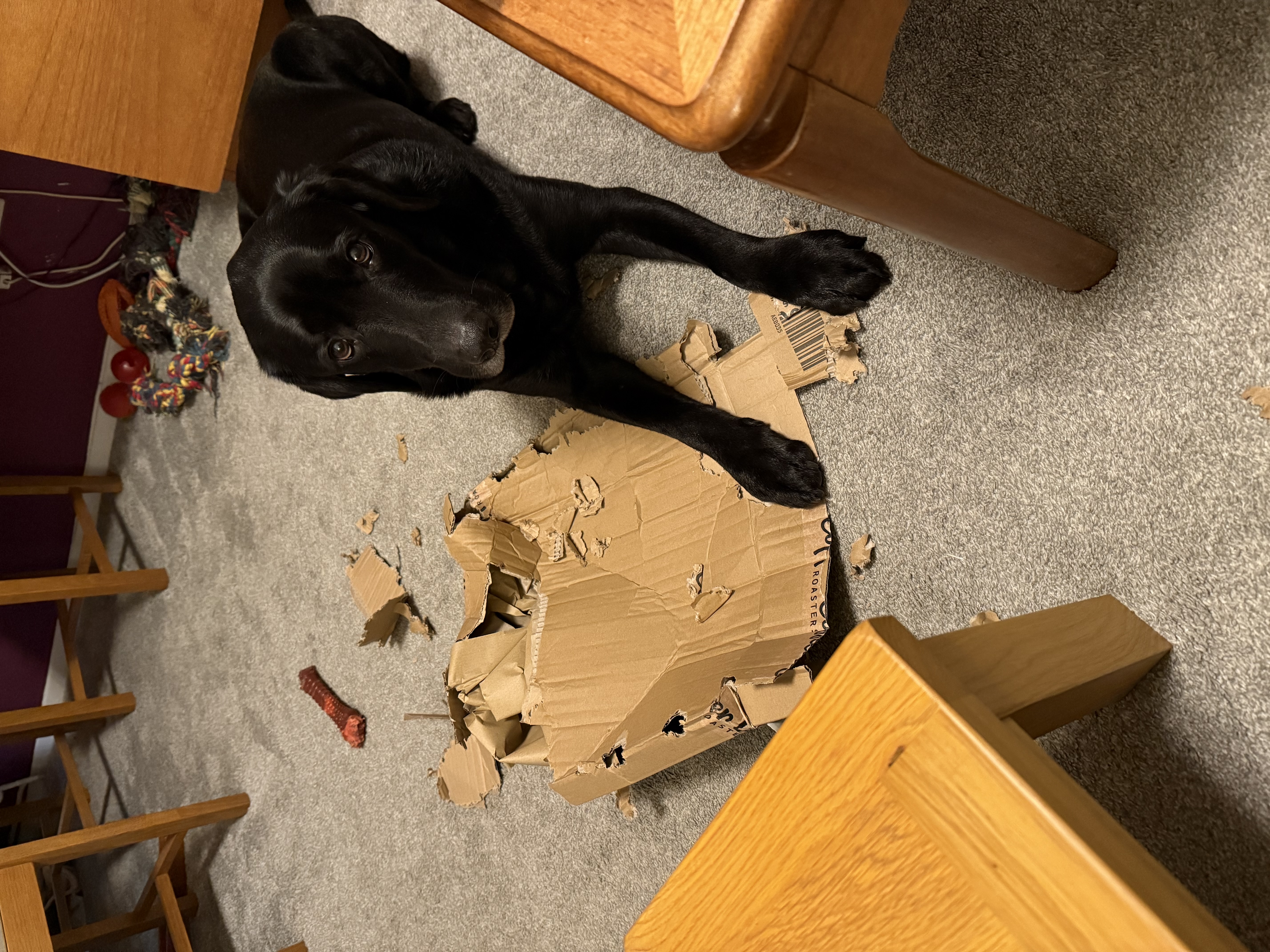 Jack with a cardboard box he has chewed up