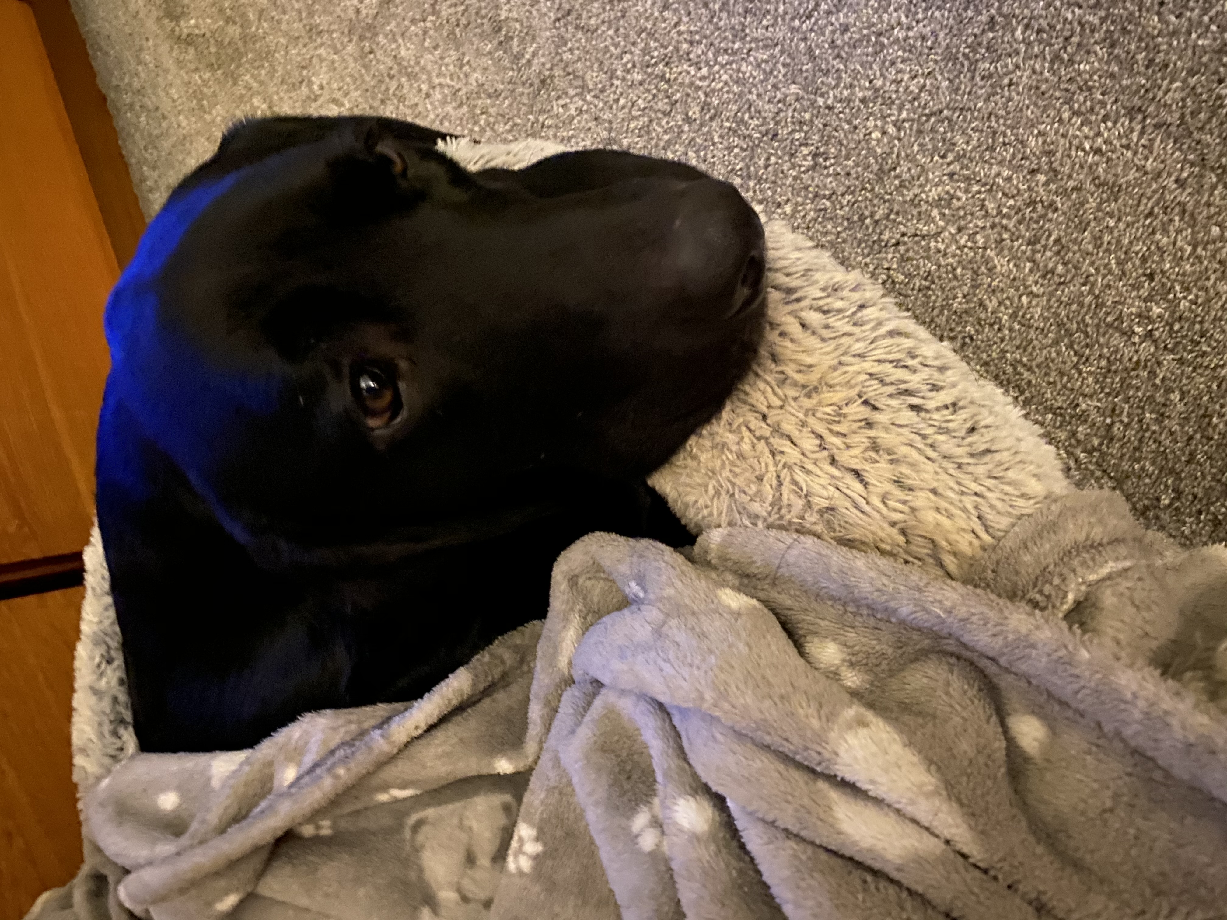 Close-up of Jack with a big sleepy eye on his blanket