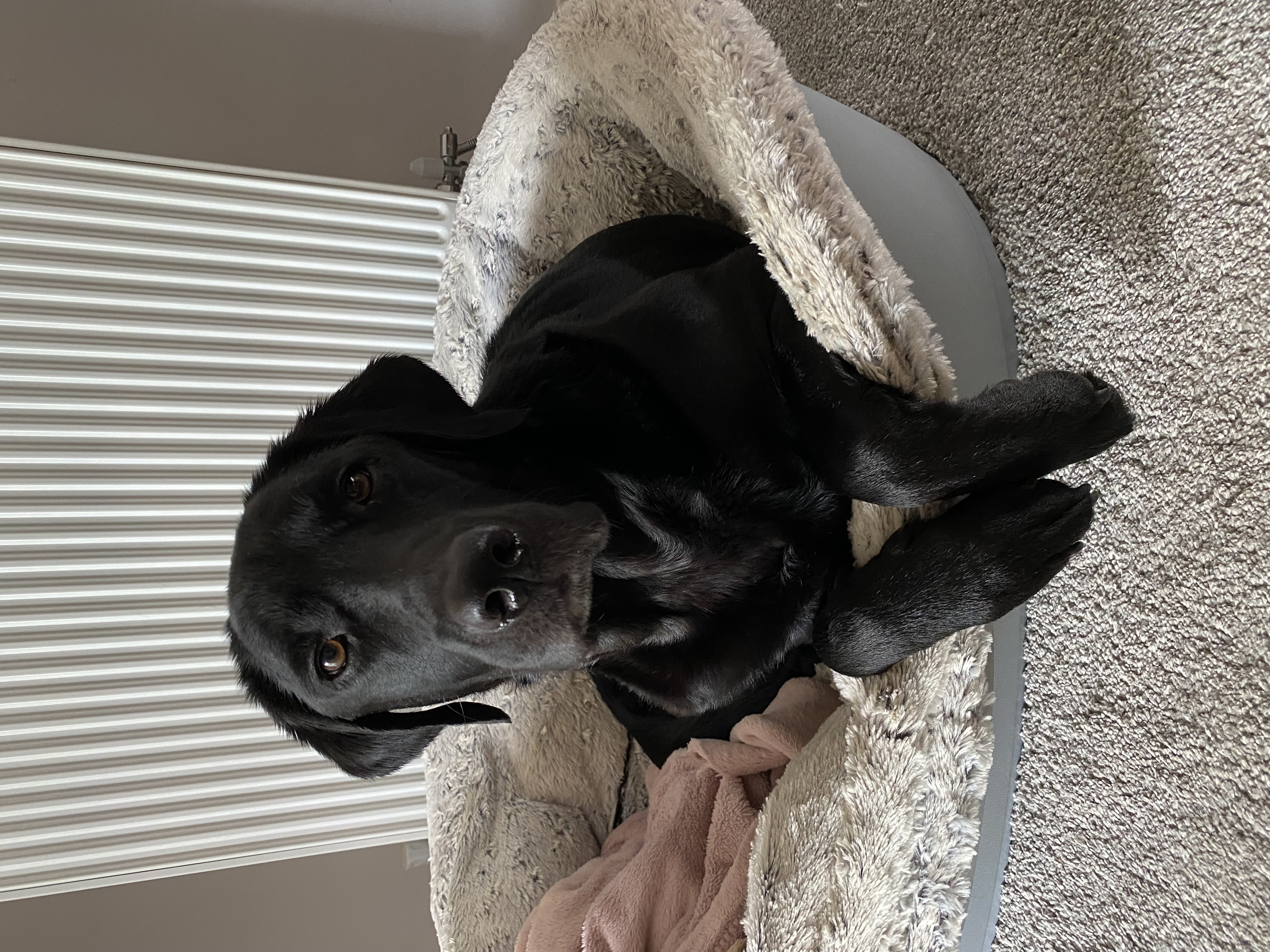 Jack curled up in his fluffy bed looking up sweetly