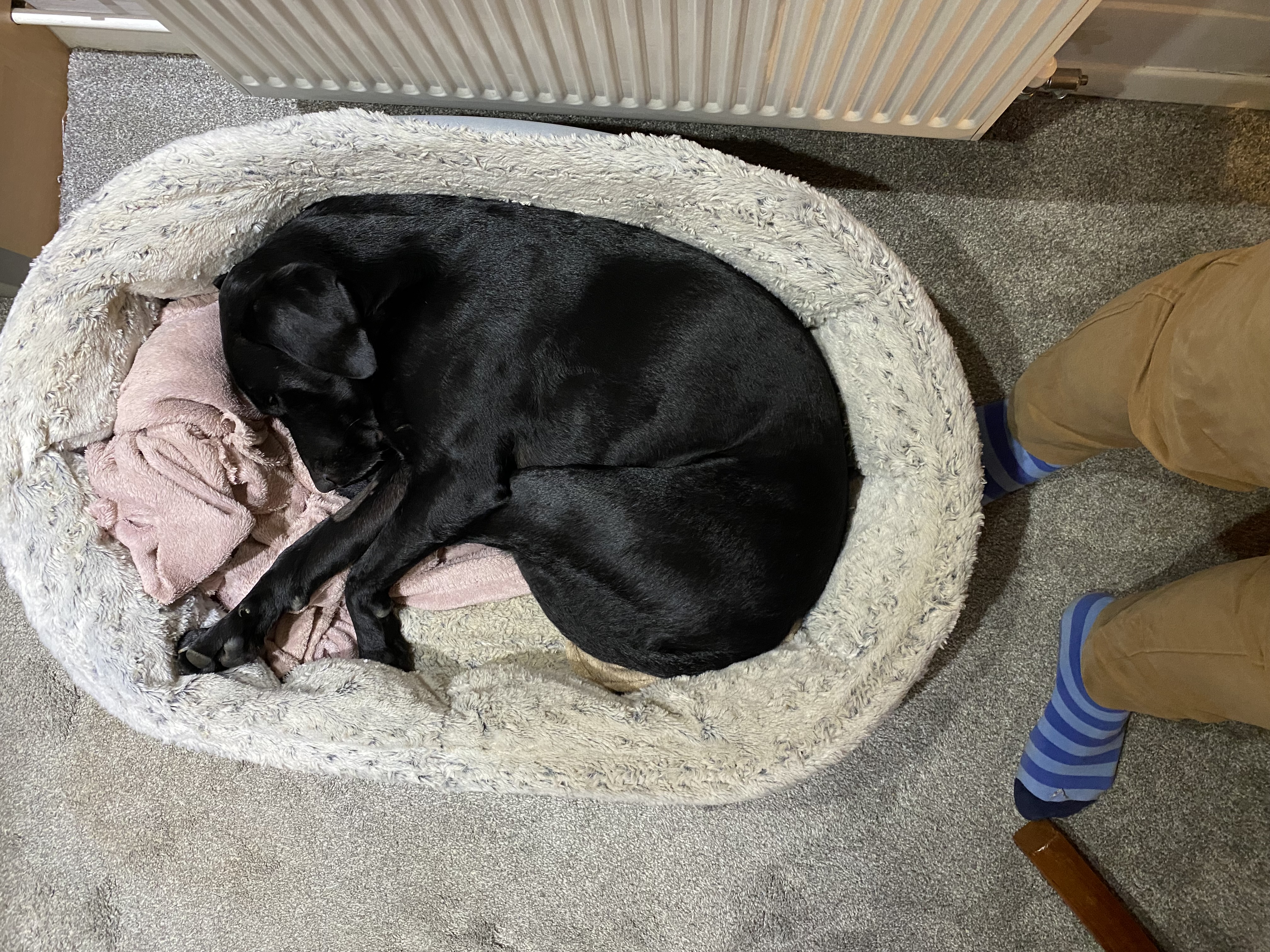Jack curled up in a cosy oval bed