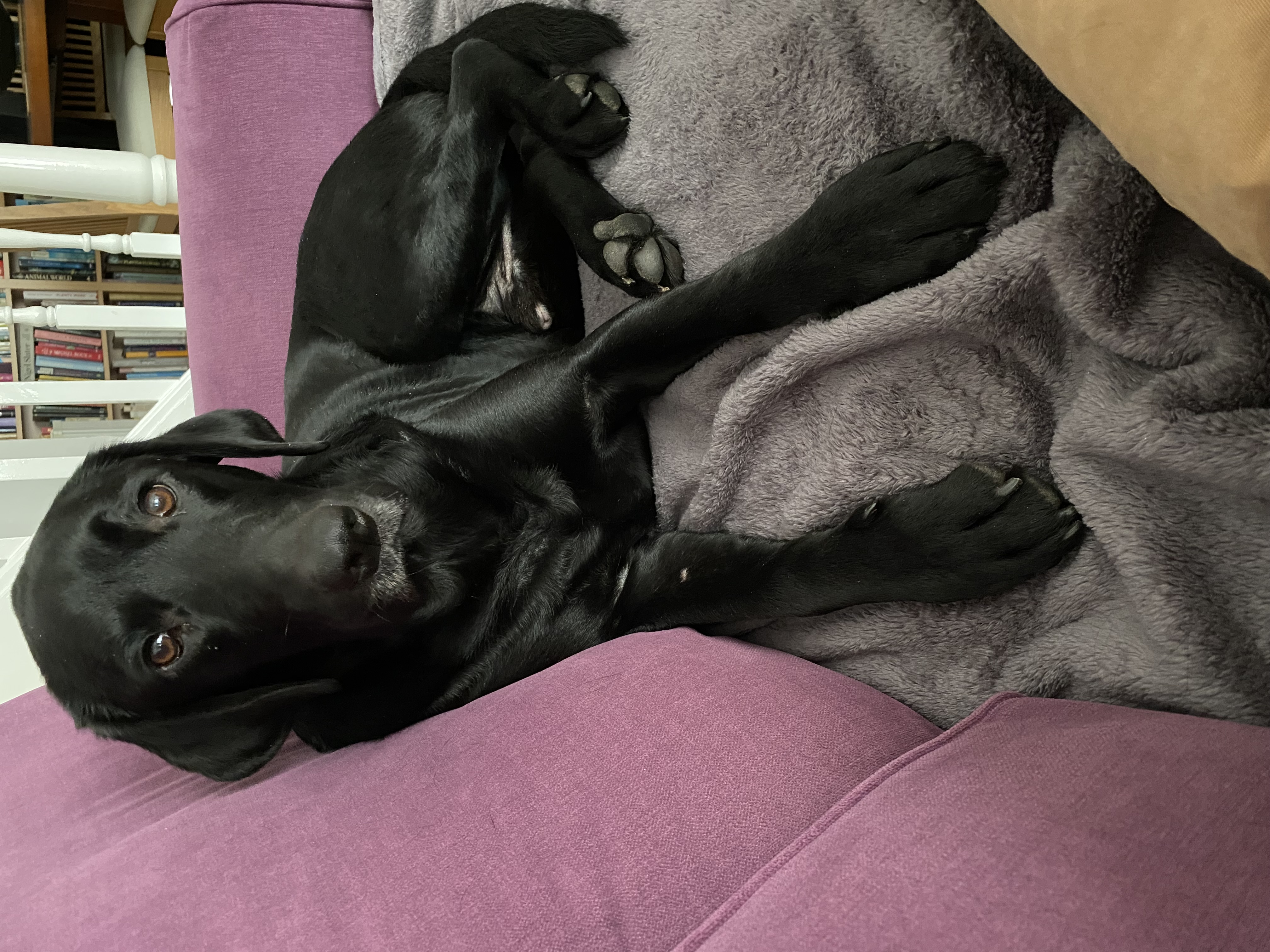 Jack lying belly-up on the purple sofa