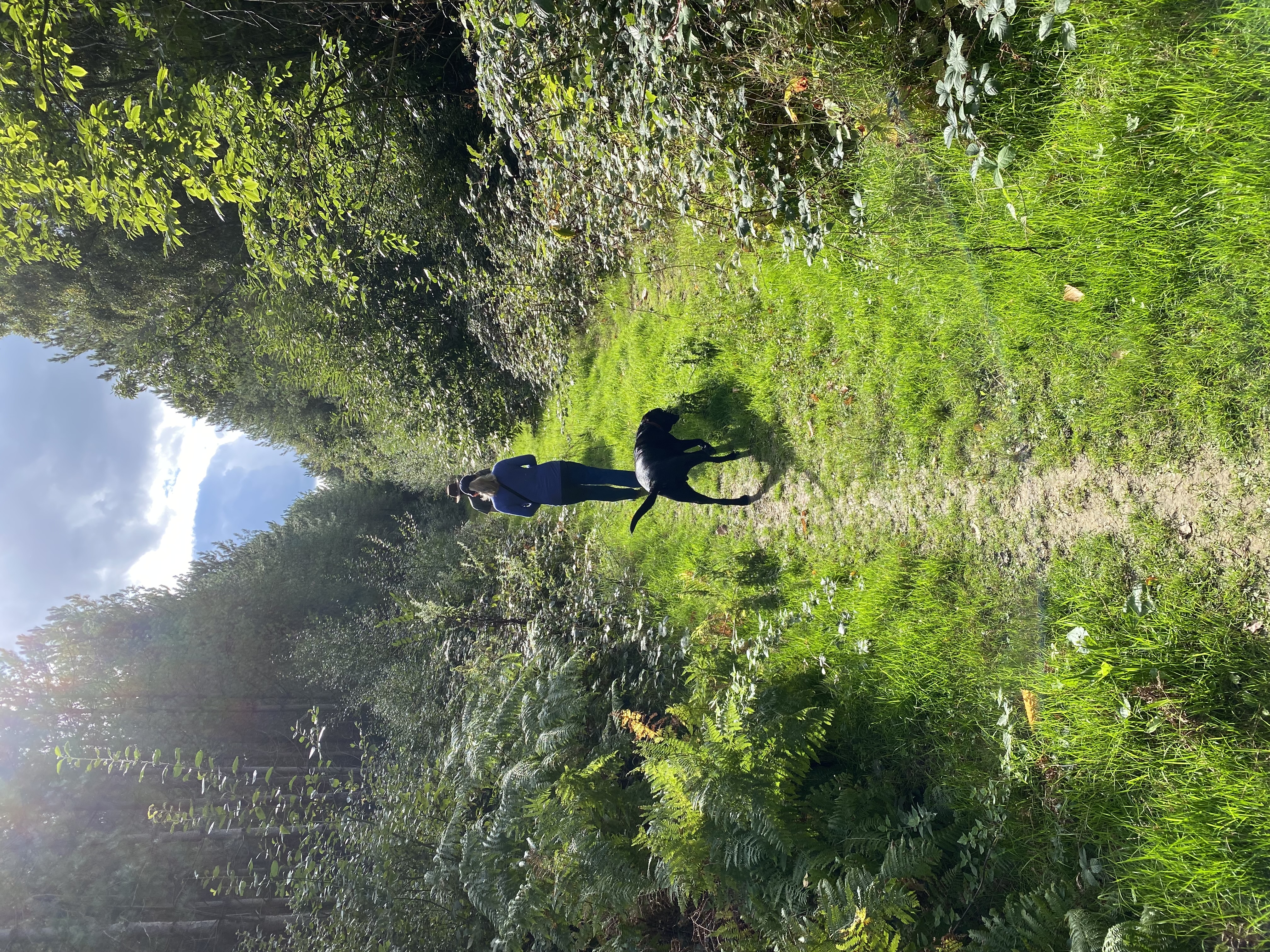 Jack on a path through tall green grass and ferns