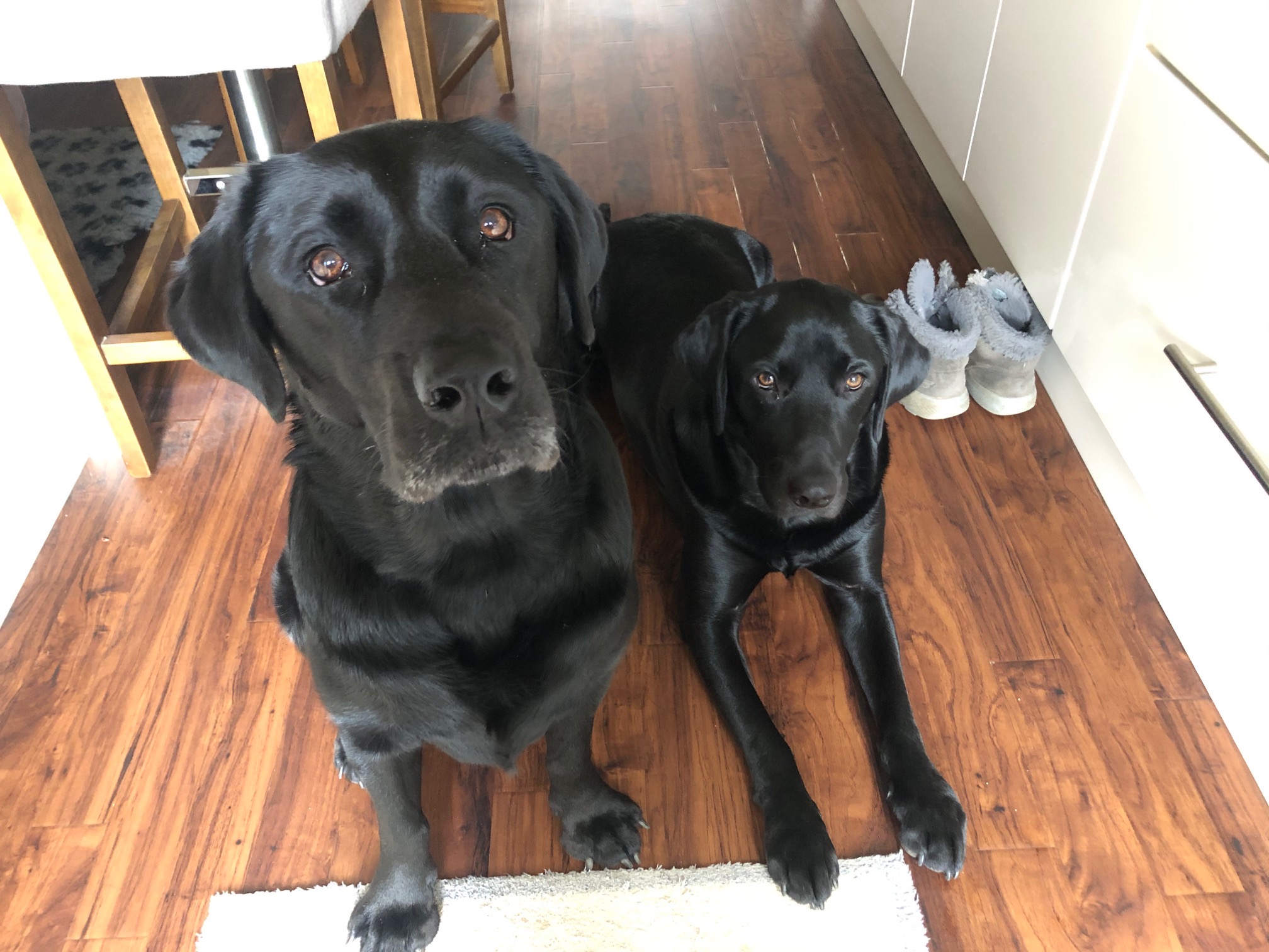 Bertie and Jack sitting on the kitchen floor looking up