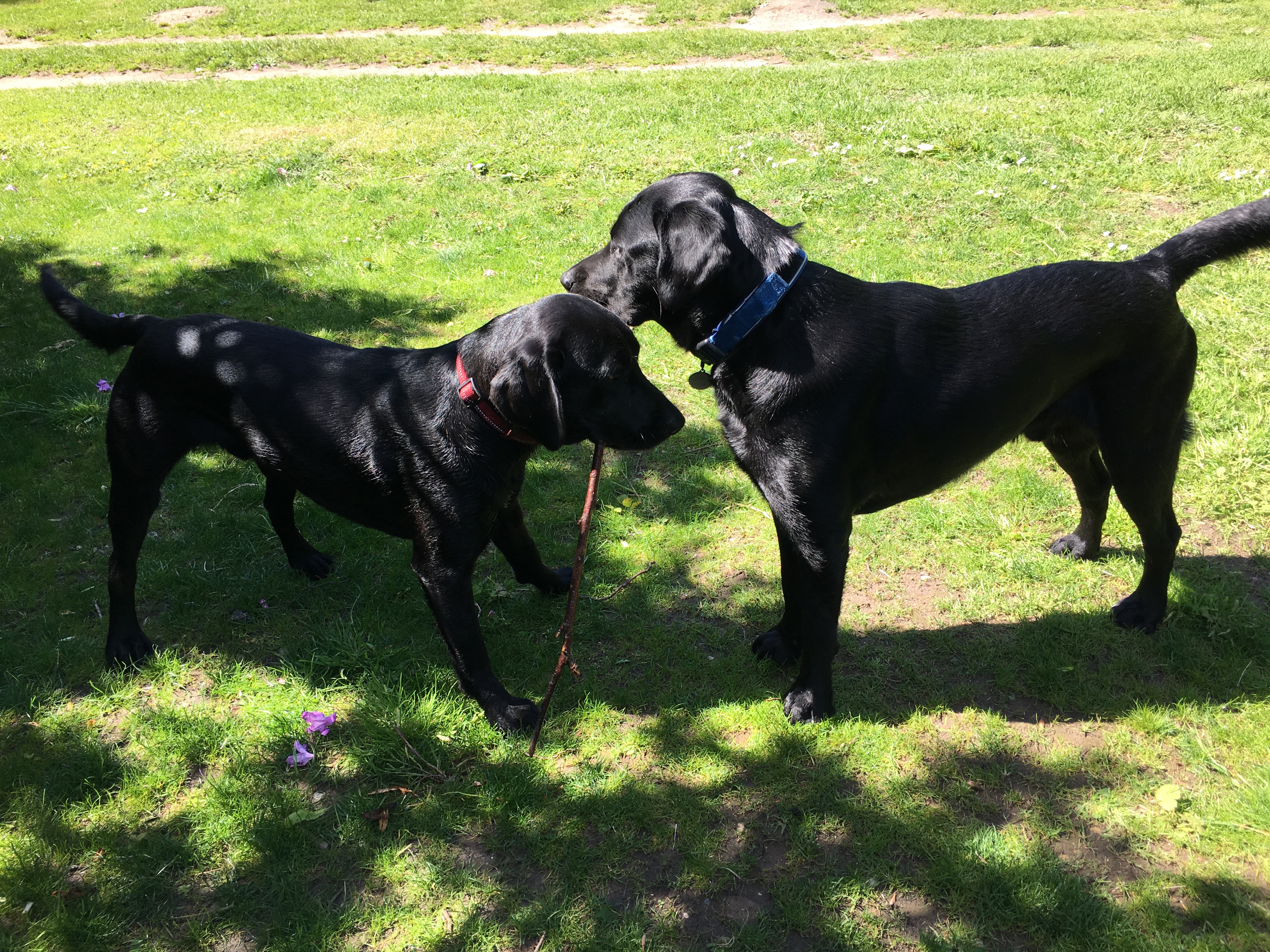 Bertie and Jack touching noses in the sunshine