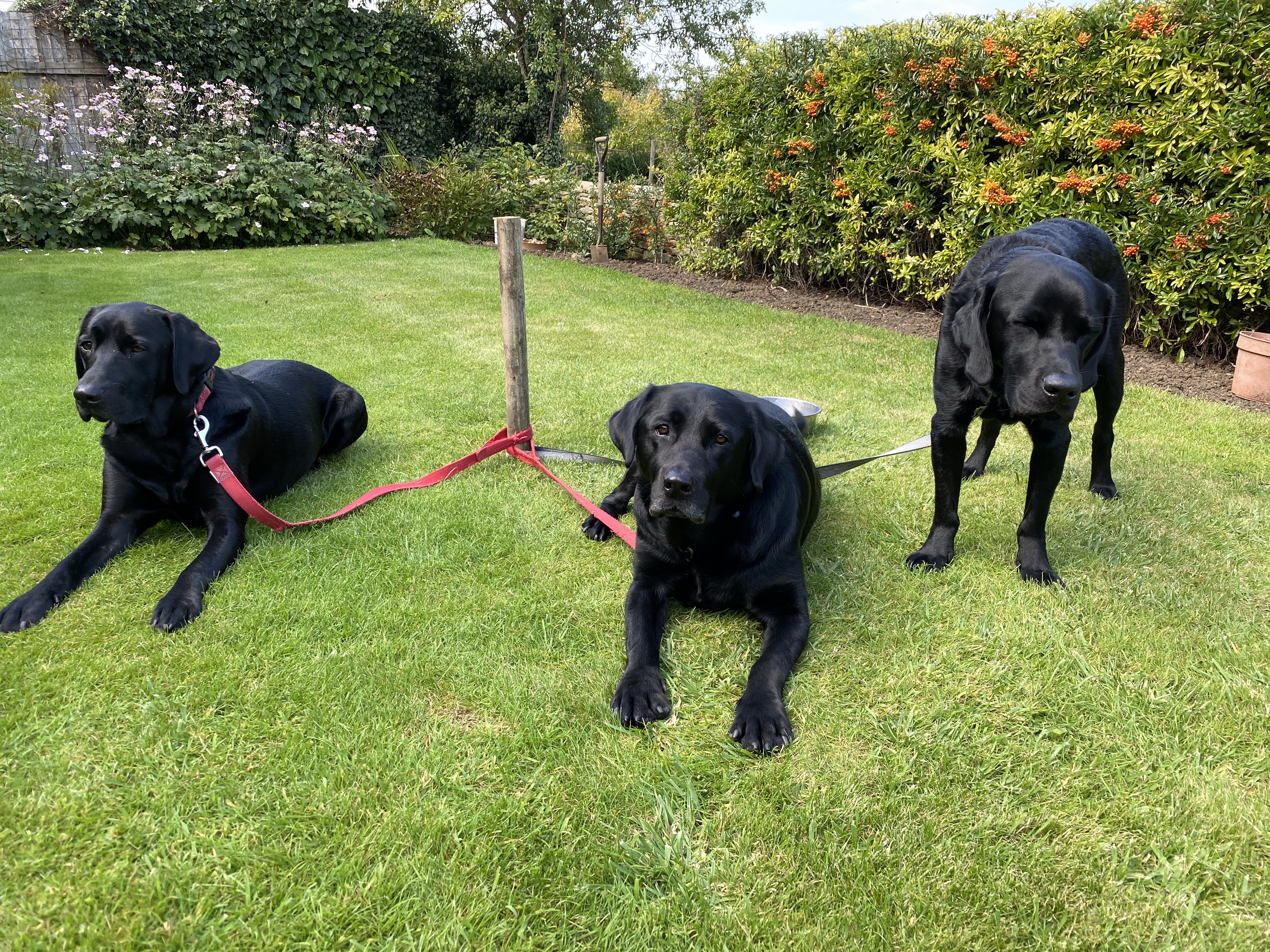 Bertie and Jack with a friend &mdash; three black labs together in the garden