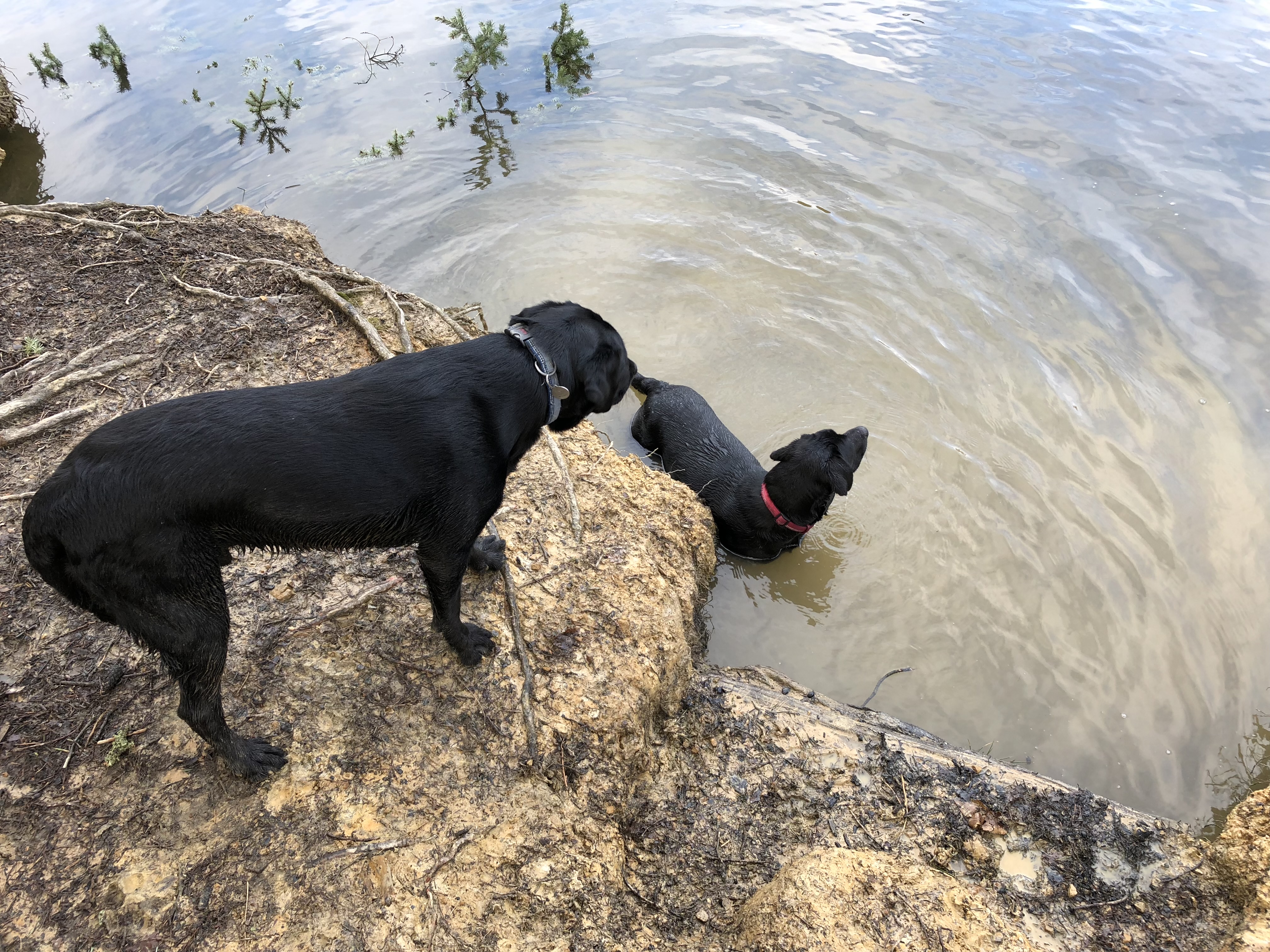 Bertie watches as Jack splashes in the water